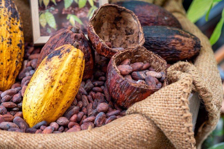 Venezuela celebra, este 1 de octubre, el Día Nacional del Cacao